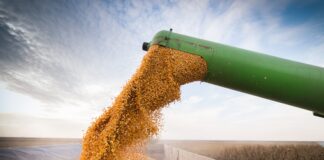 Quando l’apporto proteico è eccessivo?