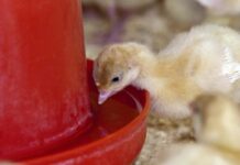 La qualità dell’acqua. Aspetti pratici e gestione