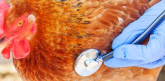 Focolaio di influenza aviaria ad Agliana, in Toscana