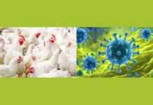 Webinar / Aggiornamenti sull’influenza aviaria e la malattia di Newcastle