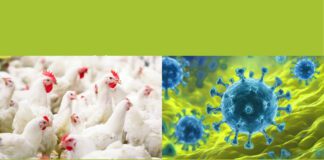 Webinar / Aggiornamenti sull’influenza aviaria e la malattia di Newcastle