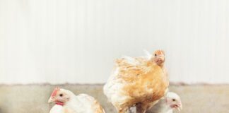 Polli da carne: conciliare benessere animale e sostenibilità