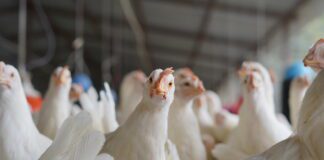 Persistenza delle femmine post-picco. Gestione della fertilità e della produzione