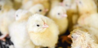 Finanziamento NWO OTP assegnato a un progetto WUR volto a dare un vantaggio iniziale ai pulcini di un giorno.