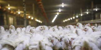 AVEC conclude la 67ª assemblea generale a Copenaghen: il settore avicolo europeo sollecita commercio equo, semplificazione e sostegno alle nuove generazioni