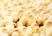 Guida pratica per valutare La qualità dei pulcini di un giorno. Standard fondamentali e monitoraggio sanitario