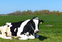 Rilevazione di anticorpi contro l’influenza aviaria in vacca da latte olandese: la valutazione del rischio ECDC rimane invariata