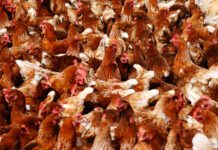 Nuovo caso di influenza aviaria in una fattoria della comarca di Urgell (Lleida)