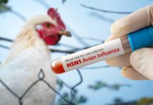 Influenza aviaria in Europa: focolai in aumento e rafforzamento delle misure di prevenzione