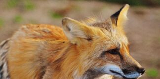 La diagnosi dell’influenza aviaria nelle volpi rappresenta un valido contributo alla sorveglianza nei mammiferi