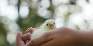 Prevenzione veterinaria e One Health: un pilastro per zootecnia e sicurezza alimentare