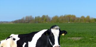 Rilevazione di anticorpi contro l’influenza aviaria in vacca da latte olandese: la valutazione del rischio ECDC rimane invariata