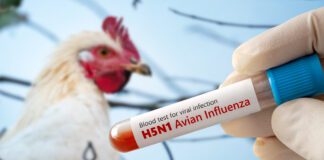 Influenza aviaria in Europa: focolai in aumento e rafforzamento delle misure di prevenzione