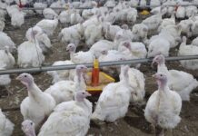 Errori comuni negli allevamenti di tacchini riproduttori. Prima parte