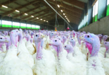 L’industria avicola statunitense sotto pressione: un decennio turbolento. Parte II – La produzione di carne avicola