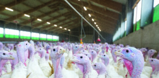 L’industria avicola statunitense sotto pressione: un decennio turbolento. Parte II – La produzione di carne avicola