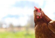 HPAI in Italia: nessun nuovo focolaio nel pollame dopo il 7 febbraio. Un caso nei selvatici il 20 febbraio a Venezia