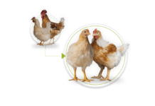 Aviagen Rustic Rowan ha ricevuto l’accreditamento secondo gli standard di benessere della Royal Society for the Prevention of Cruelty to Animals (RSPCA) e il programma RSPCA Assured