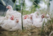 Polli da carne e trasporto: più spazio non migliora il benessere animale