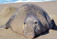Primi casi di influenza aviaria H5N1 confermati negli elefanti marini della California