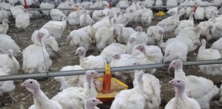 Errori comuni negli allevamenti di tacchini riproduttori. Prima parte