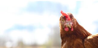 HPAI in Italia: nessun nuovo focolaio nel pollame dopo il 7 febbraio. Un caso nei selvatici il 20 febbraio a Venezia