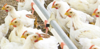 Buone nuove sulle carni avicole