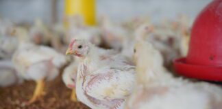 La biosicurezza è un fattore chiave per migliorare le performance avicole? Esperienze da uno studio sul campo
