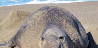 Primi casi di influenza aviaria H5N1 confermati negli elefanti marini della California