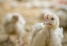Indicatori di benessere delle galline e dei polli