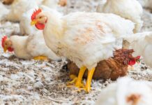 Norvegia, transizione verso genetiche a crescita più lenta: stop ai broiler convenzionali entro il 2027