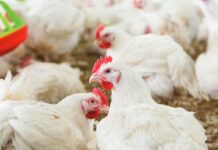 Le dinamiche della produzione mondiale di carne. Un’analisi del periodo 2000–2023 – Parte 1