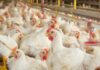 Borsa Merci: prezzi stabili per polli vivi e uova nella rilevazione del 9 marzo