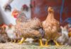 Norvegia, transizione verso genetiche a crescita più lenta: stop ai broiler convenzionali entro il 2027
