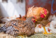 Norvegia, transizione verso genetiche a crescita più lenta: stop ai broiler convenzionali entro il 2027