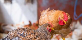 Norvegia, transizione verso genetiche a crescita più lenta: stop ai broiler convenzionali entro il 2027