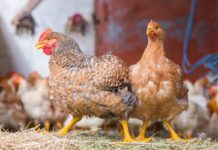 Norvegia, transizione verso genetiche a crescita più lenta: stop ai broiler convenzionali entro il 2027