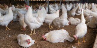 Francia introduce nuovo protocollo Salmonella per allevamenti ovaiole