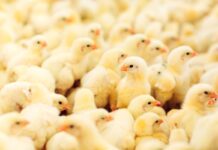 Elevata qualità del pulcino: dai riproduttori all’incubatoio
