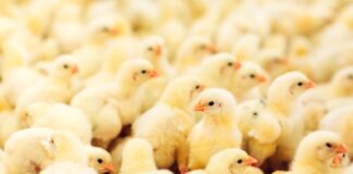 Elevata qualità del pulcino: dai riproduttori all’incubatoio