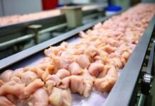 Borsa merci di Verona: lievi aumenti per polli, uova e alcune parti di pollo