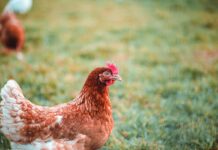 Il benessere della pollastra. Un pilastro fondamentale per un allevamento sano e sostenibile