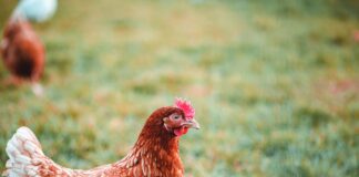 Il benessere della pollastra. Un pilastro fondamentale per un allevamento sano e sostenibile