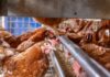 Alimentazione per il potenziale genetico: punti salienti tecnici dalla Guida alla Nutrizione di Hendrix Genetics per galline ovaiole