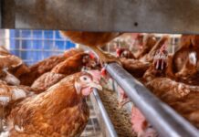 Alimentazione per il potenziale genetico: punti salienti tecnici dalla Guida alla Nutrizione di Hendrix Genetics per galline ovaiole