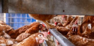 Alimentazione per il potenziale genetico: punti salienti tecnici dalla Guida alla Nutrizione di Hendrix Genetics per galline ovaiole