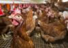 Sesto focolaio stagionale della malattia di Newcastle in un allevamento di galline ovaiole