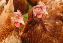 Prospettive 2025-2035 per carne avicola e uova nell’UE