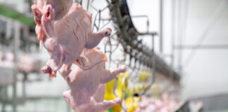 Commissione UE: carenze nei controlli cinesi su pollame e coniglio