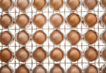 Tecniche moderne di incubazione per migliorare la qualità e l’uniformità dei pulcini. L’importanza della qualità e dell’uniformità dei pulcini